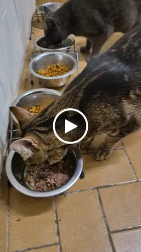 Ziggy VET natvoer kat urinewegen varken 4 x 100 g