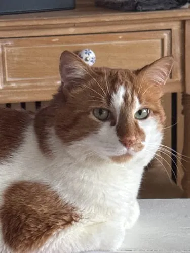 Ziggy natvoer gesteriliseerde kat kip 4 x 100 g tomaat olijf