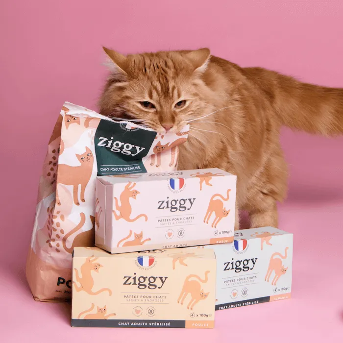 Ziggy Discovery Box kat kip brokken natvoer 1 kg + 8 x 100 g