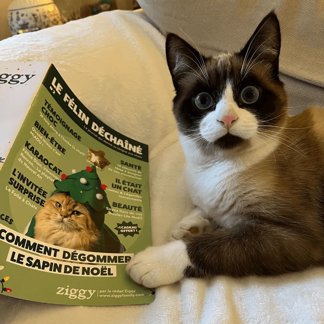 Ziggy Félin Déchaîné Issue 2 kattenmagazine Frans