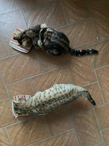 Ziggy natvoer gesteriliseerde kat kip 4 x 100 g tomaat olijf