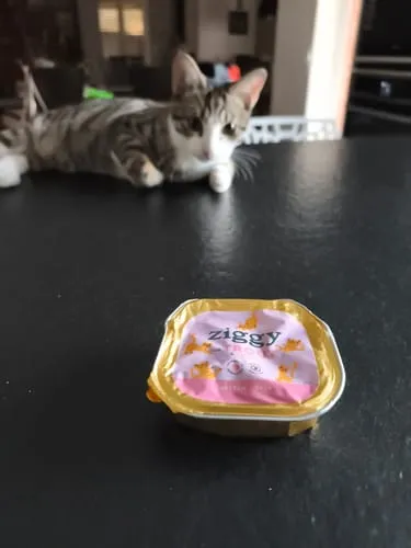 Ziggy Kitten Forel natvoer 4 x 100 g graanvrij