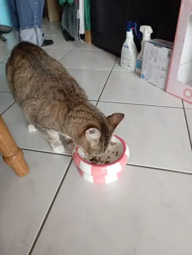 Ziggy Cool Cat Club voerbak roze keramiek