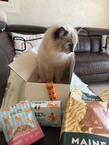 Ziggy Maine Coon gesteriliseerd brokken kip 2,5 kg graanvrij