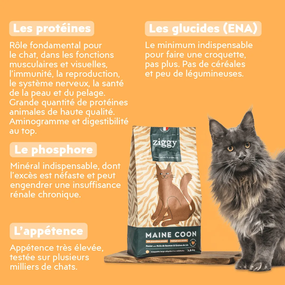 Ziggy Maine Coon gesteriliseerd brokken kip 2,5 kg graanvrij