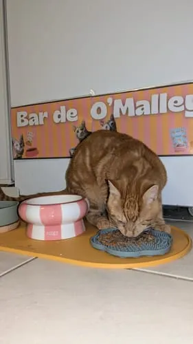 Ziggy Cool Cat Club likmat kat geel siliconen