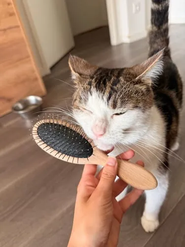 Ziggy The French Brush kattenborstel dubbelzijdig vegan