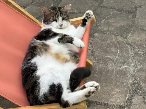 Ziggy graanvrij natvoer gesteriliseerde kat kip 4x100g