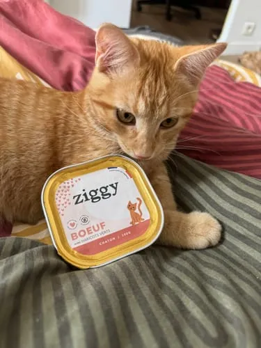 Ziggy kitten natvoer rund graanvrij 4x100g eiwitrijk