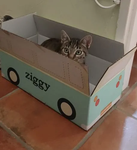 Ziggy Kitten droogvoer kip zalmolie 1kg graanarm