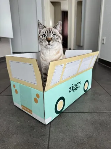 Ziggy Discovery Box kitten brokken natvoer 1 kg + 8 x 100 g