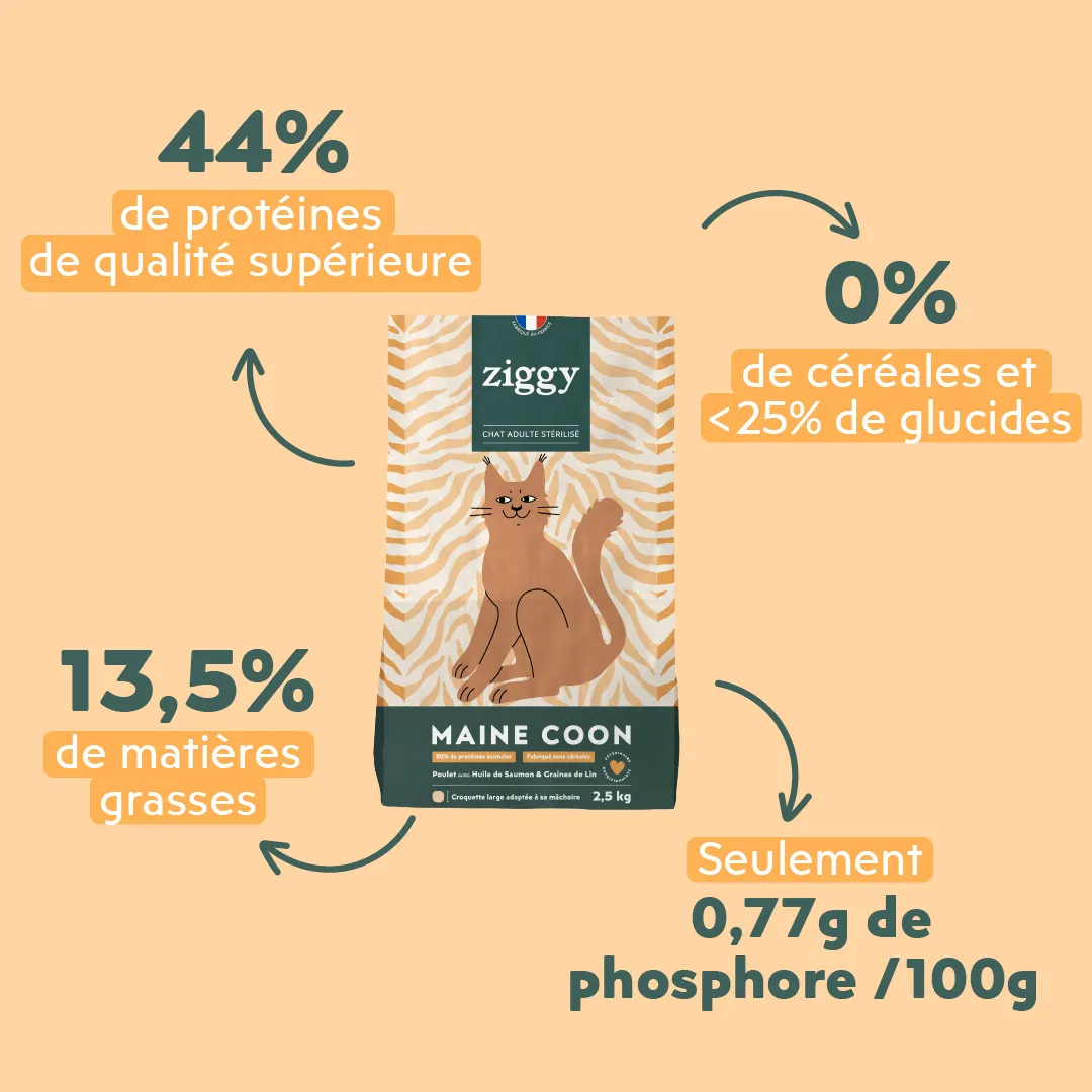 Ziggy Maine Coon gesteriliseerd brokken kip 2,5 kg graanvrij