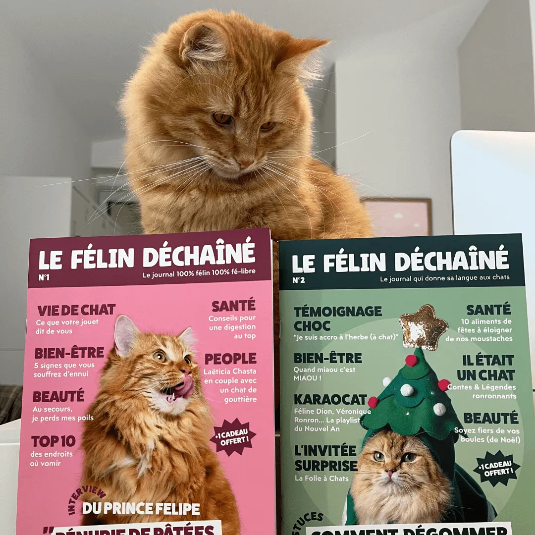 Ziggy Félin Déchaîné Issue 2 kattenmagazine Frans