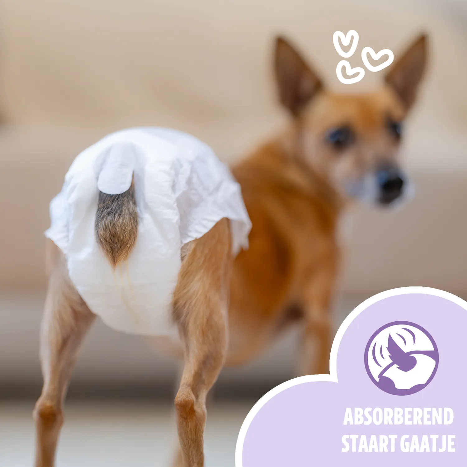 EASYPETS Hondenluiers Teef 100 stuks S/M absorberend