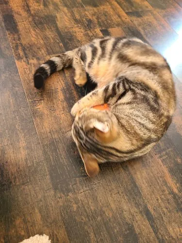Ziggy Mascot kattenspeeltje catnip katoen