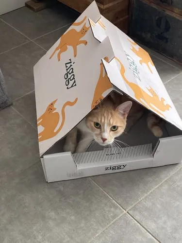 Ziggy Le Félin Déchaîné kattenmagazine nummer 3 Frans