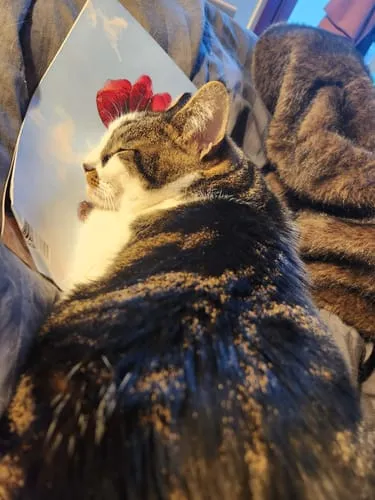 Ziggy Le Félin Déchaîné tijdschrift editie 14 Frans