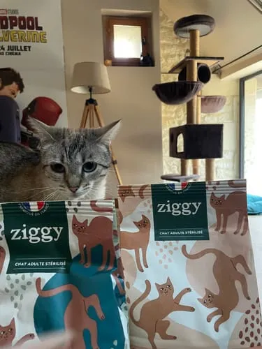Ziggy Party Discovery brokken kip zalm 2 x 2,5 kg graanvrij