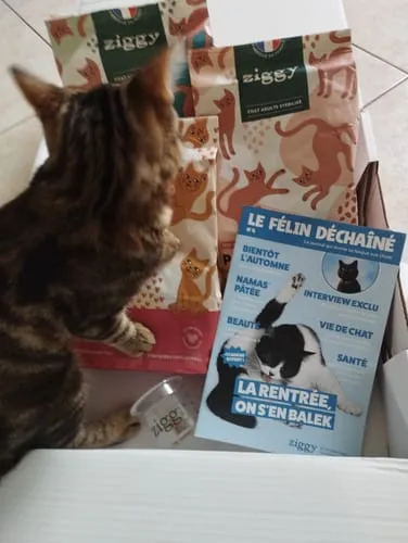Ziggy Le Félin Déchaîné kattenmagazine nummer 6 Frans