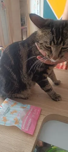 Ziggy The French Brush kattenborstel dubbelzijdig vegan
