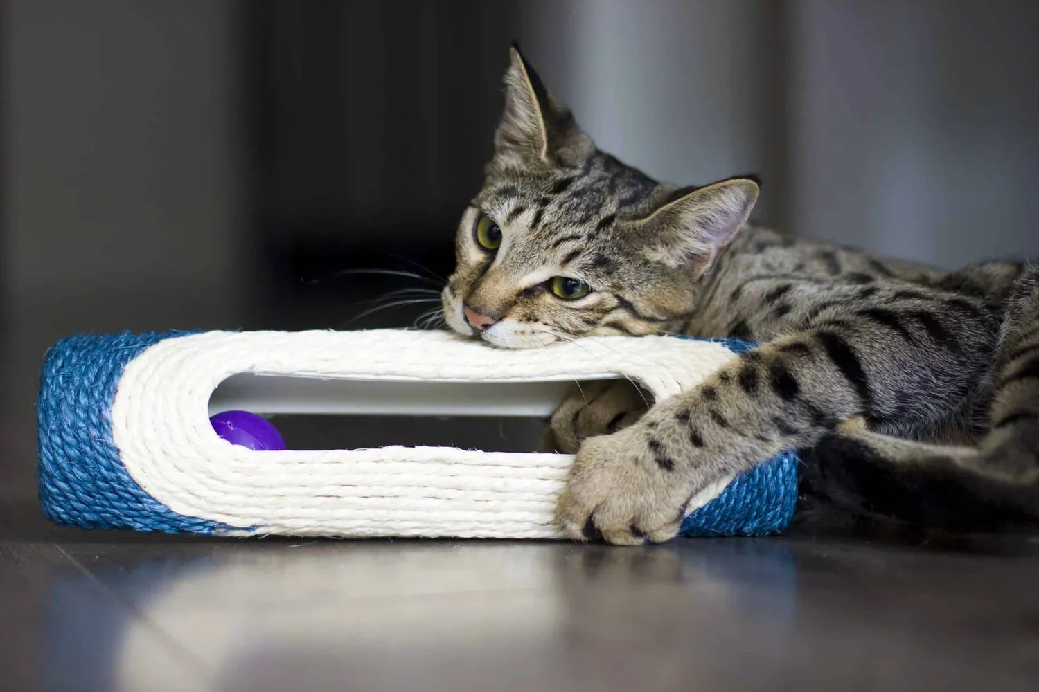 Poezenparadijs krabkoker kattenspeelgoed sisal blauw