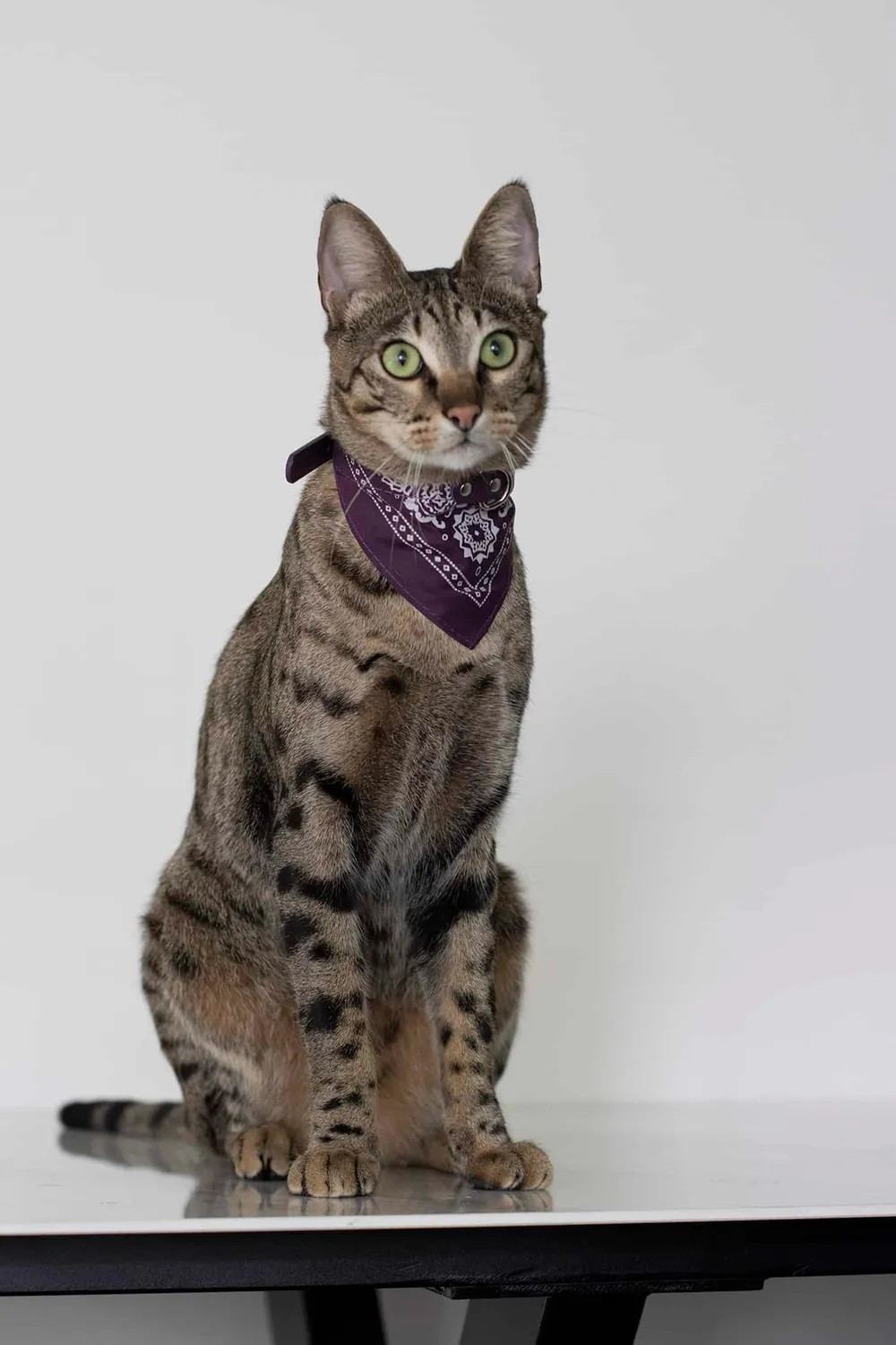 Poezenparadijs Bandana kattenhalsband S-M met ringetje