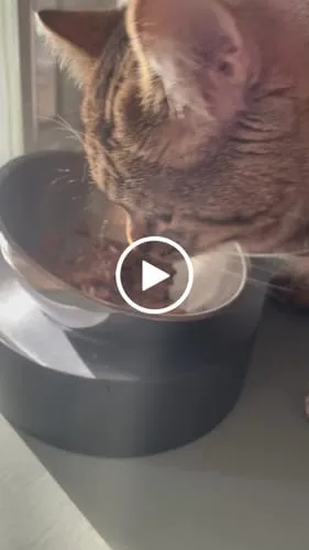 Ziggy natvoer gesteriliseerde kat kip 4 x 100 g tomaat olijf