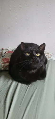 Ziggy VET natvoer kat urinewegen varken 4 x 100 g
