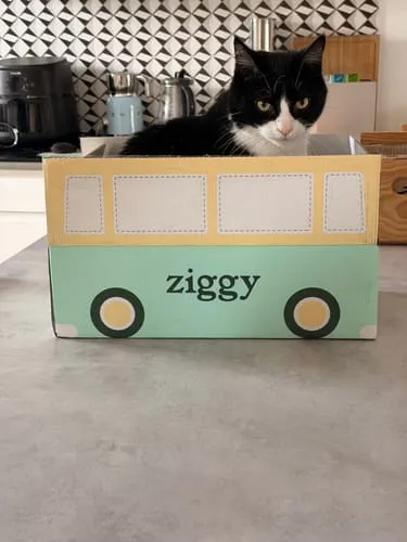Ziggy VET CKD natvoer zalm 16 x 100 g nierdieet