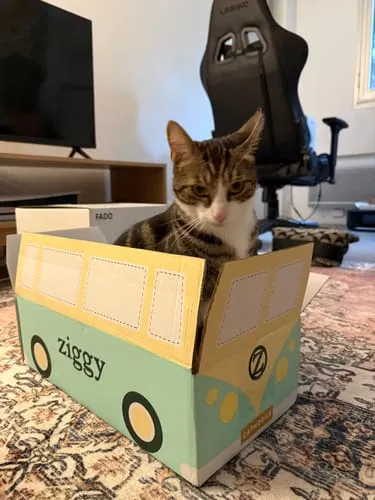 Ziggy Discovery Box kat kip brokken natvoer 1 kg + 8 x 100 g