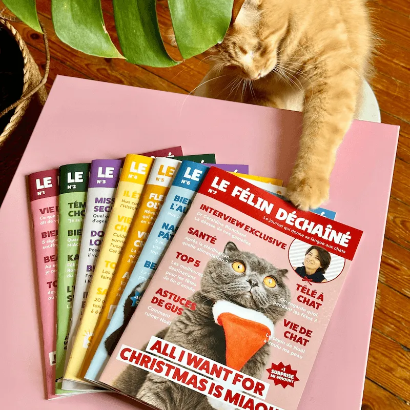 Ziggy Félin Déchaîné Issue 10 kattentijdschrift Frans