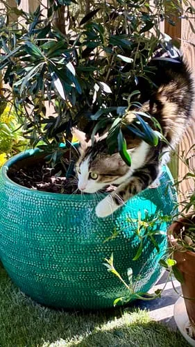 Ziggy kittenbrokken kip met zalmolie 1kg graanvrij