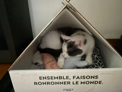 Ziggy Le Félin Déchaîné kattenmagazine nummer 6 Frans