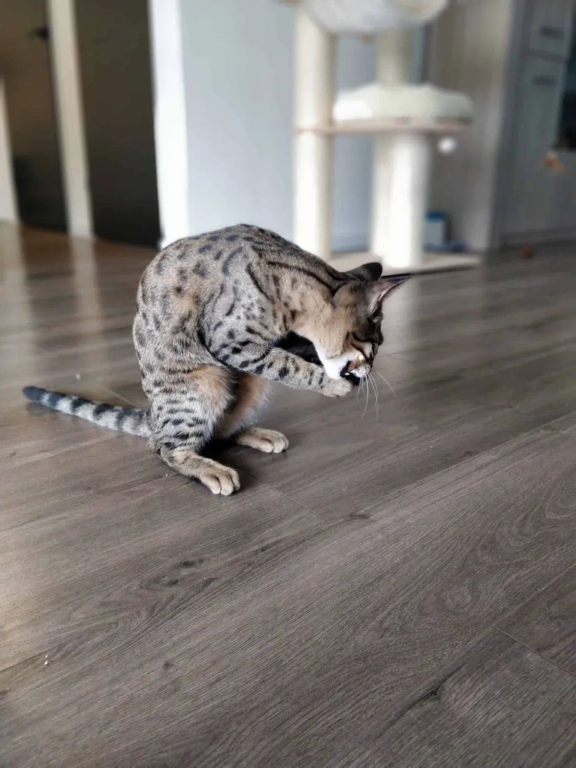 Poezenparadijs Matatabi knaagsticks kattenspeeltje 10 stuks natuurlijk