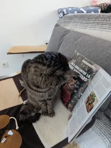 Ziggy Le Félin Déchaîné tijdschrift katten editie 13