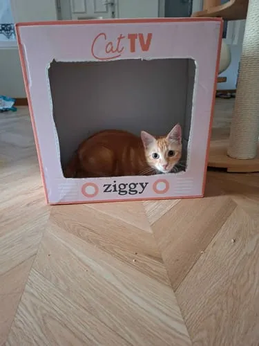 Ziggy Kitten droogvoer kip zalmolie 1kg graanarm