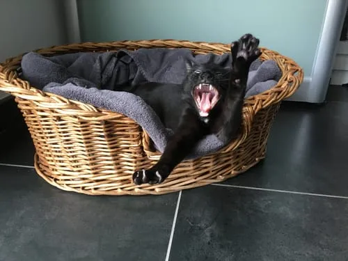 Ziggy Félin Déchaîné kattenmagazine editie 11 Frans