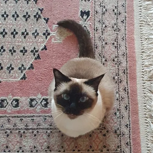 Ziggy graanvrij natvoer gesteriliseerde kat kip 4x100g