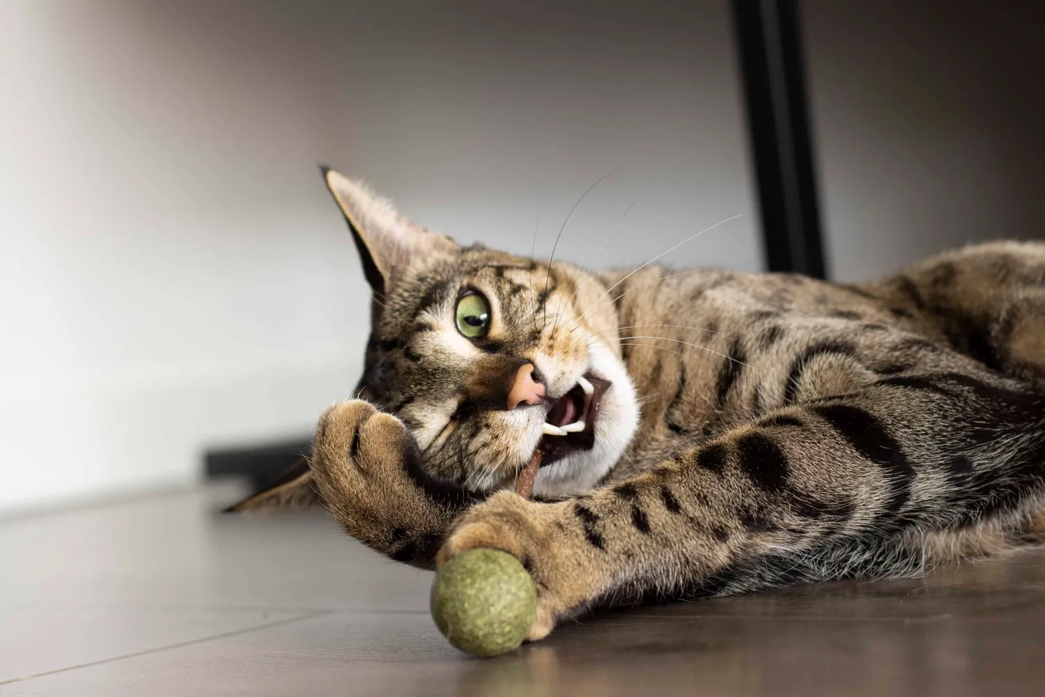 Poezenparadijs kattenlolly matatabi 3 stuks