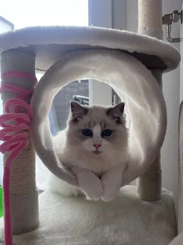 Ziggy kittenbrokken kip met zalmolie 1kg graanvrij