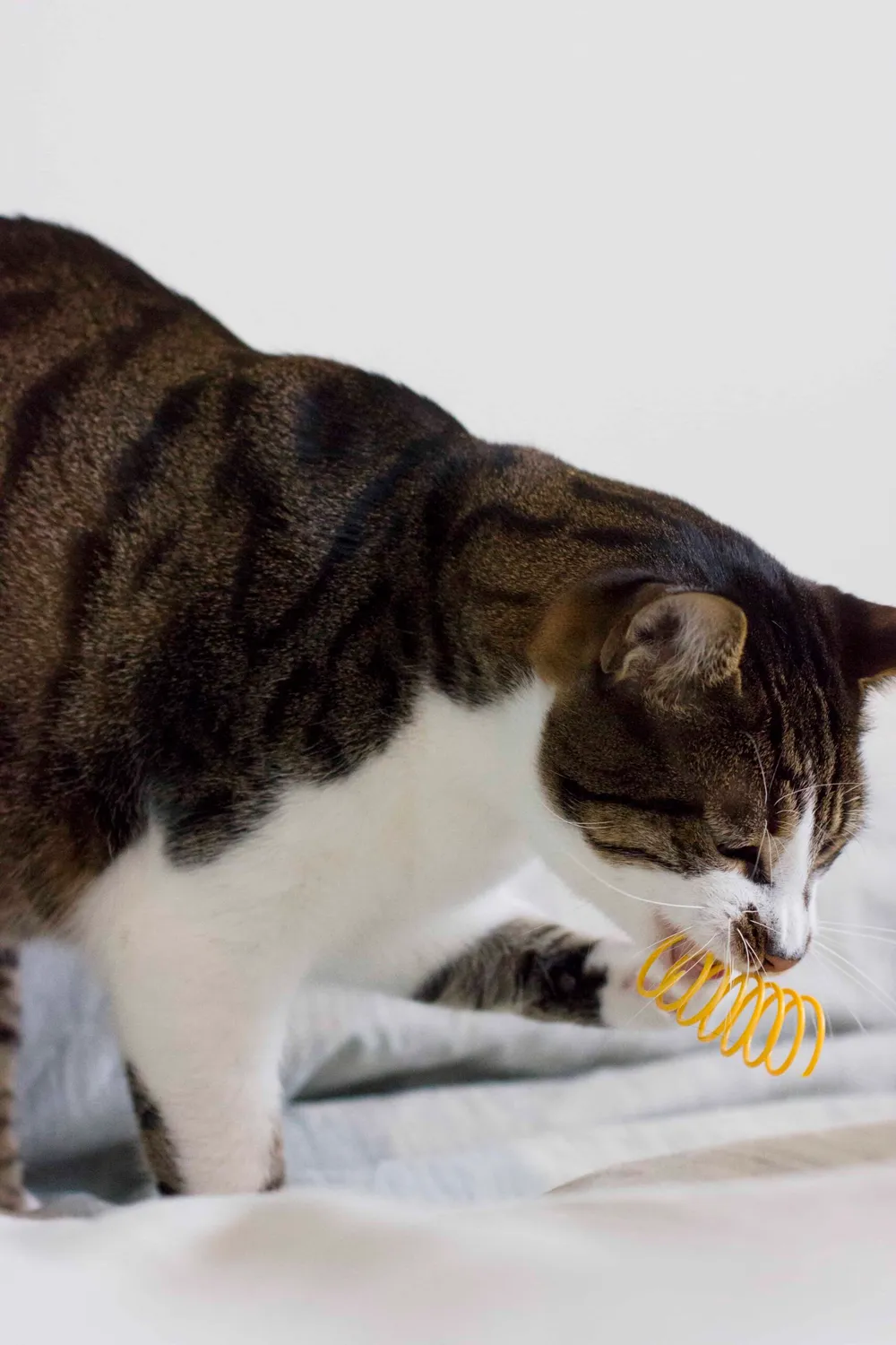Poezenparadijs Kattenveertjes springveertjes 8 stuks kunststof