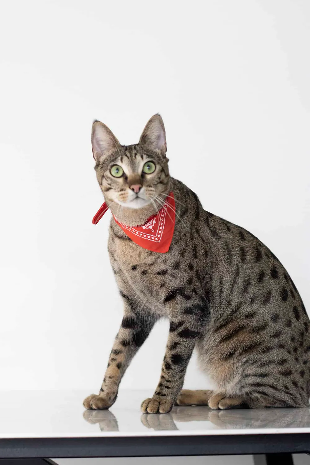 Poezenparadijs Bandana kattenhalsband S-M met ringetje