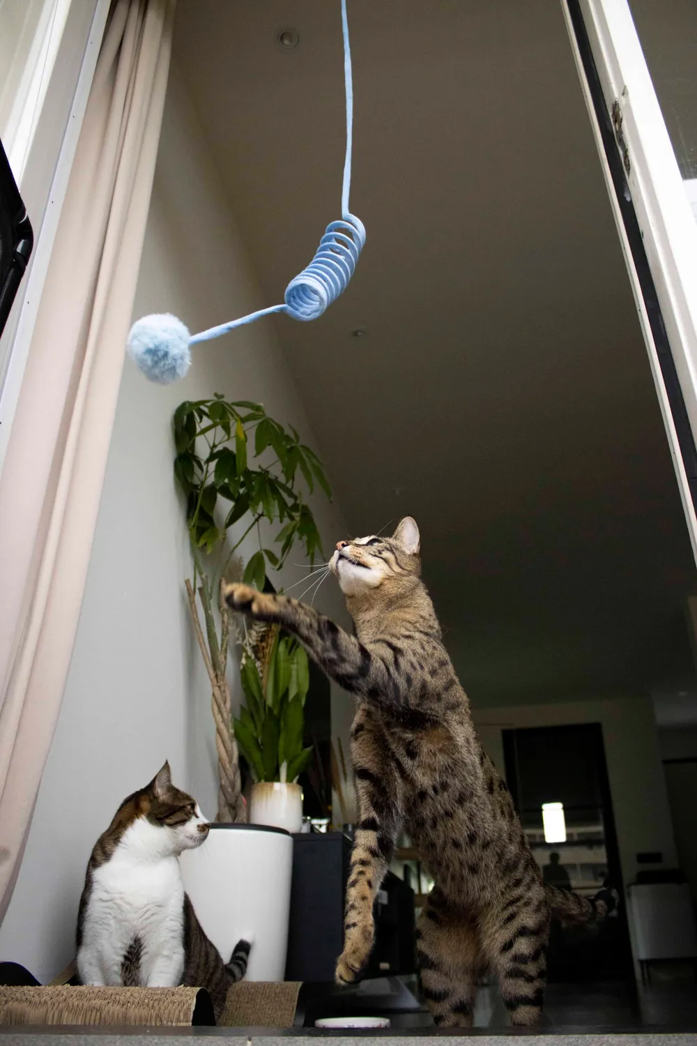 Poezenparadijs spring kattenveertje kattenspeeltje veer