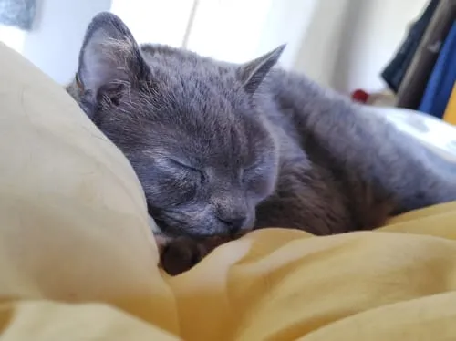 Ziggy Le Félin Déchaîné tijdschrift nummer 17 Frans