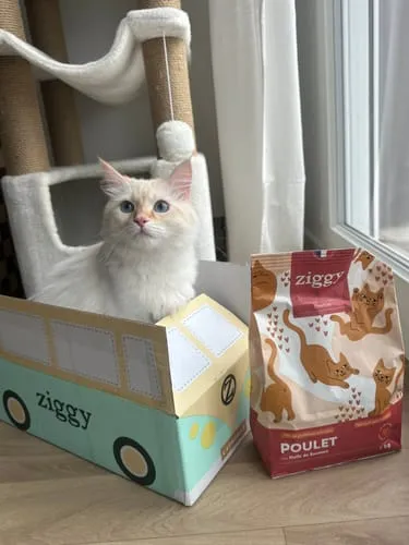 Ziggy kittenbrokken kip met zalmolie 1kg graanvrij