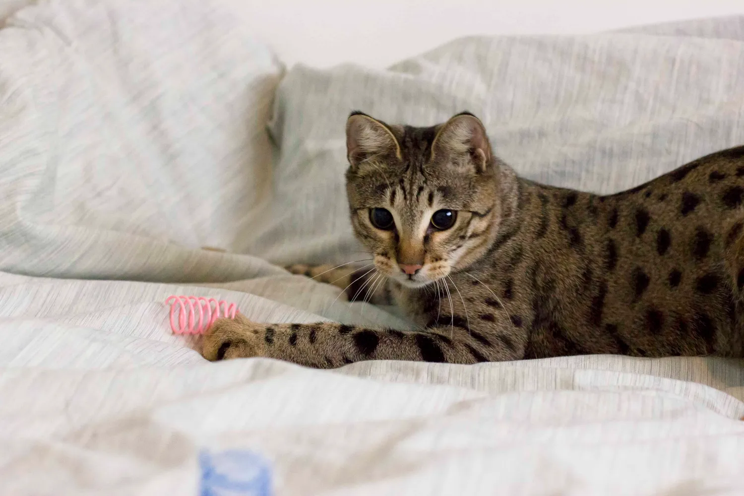 Poezenparadijs Kattenveertjes springveertjes 8 stuks kunststof