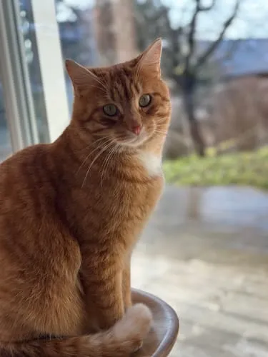 Ziggy Amour Gloire Pâtée voerlepel natvoer rvs