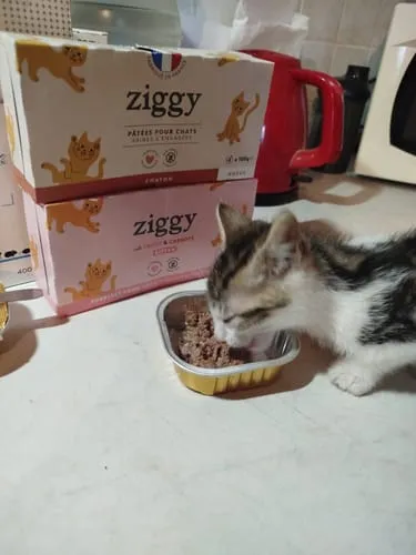 Ziggy kitten natvoer rund graanvrij 4x100g eiwitrijk