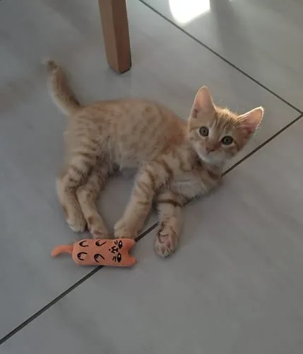 Ziggy Mascot kattenspeeltje catnip katoen