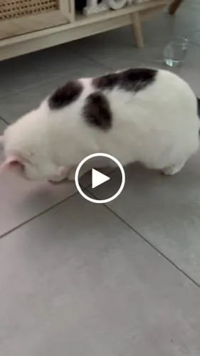 Ziggy Hart kattenspeeltje catnip katoen